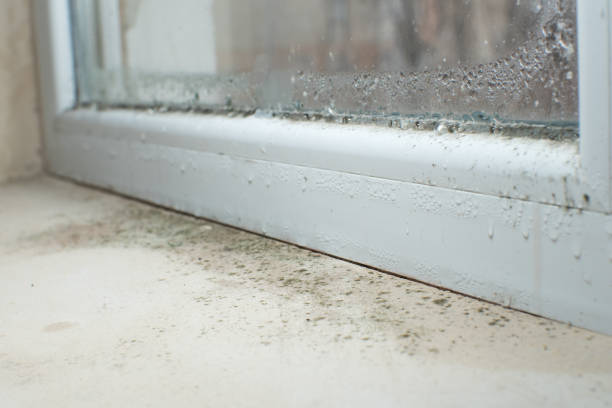 Why You Should Choose Our Mold Remediation Services in Middlebury, IN